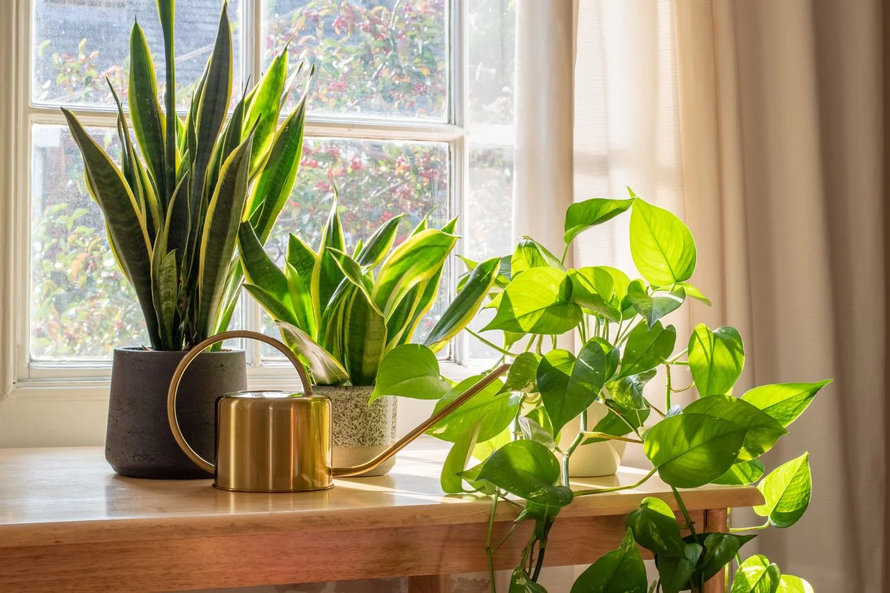This unexpected IKEA houseplant hack is a watering game changer