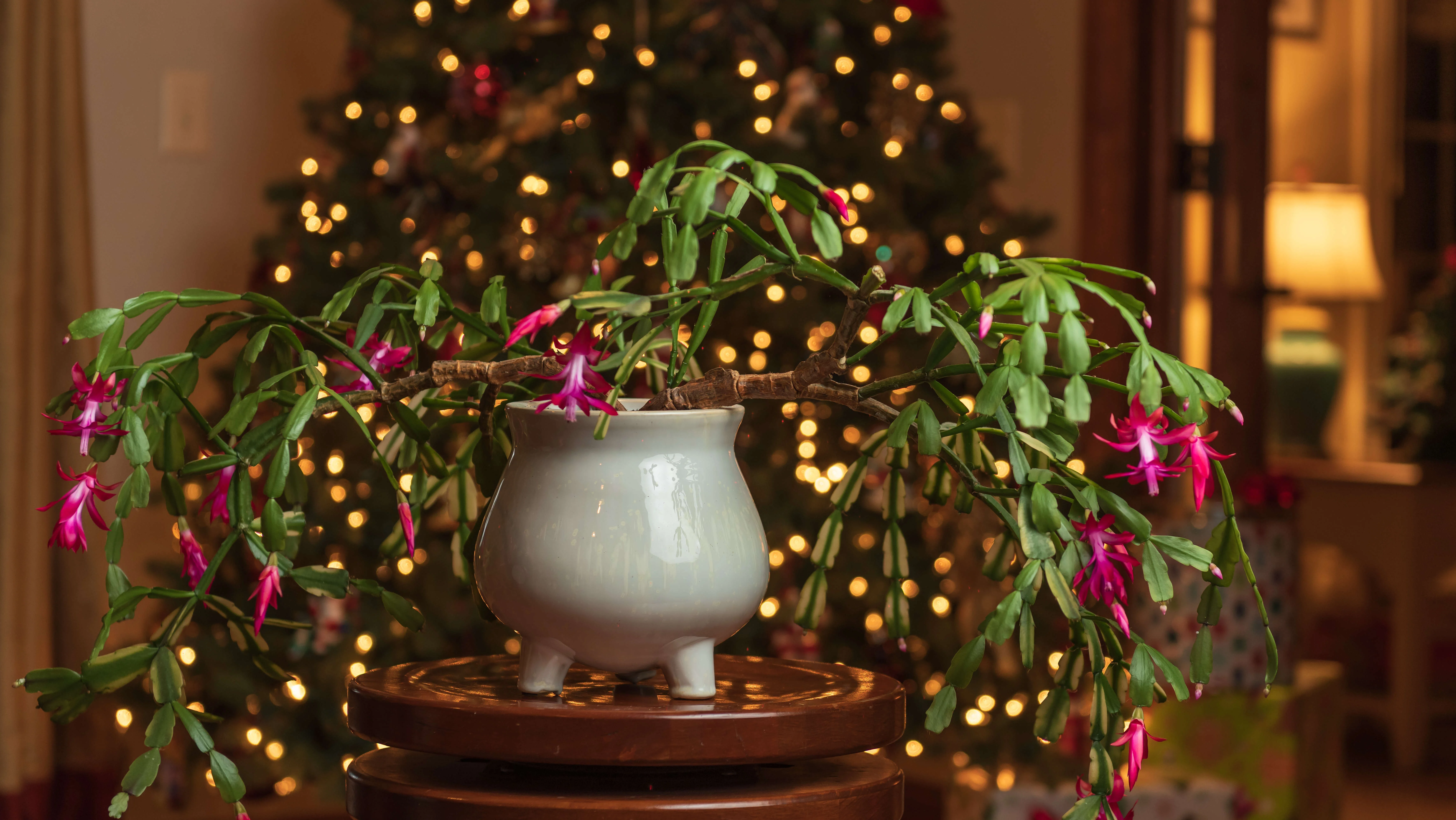 Christmas cactus on table in front of a Christmas tree